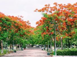 Vé máy bay Nha Trang Hải Phòng