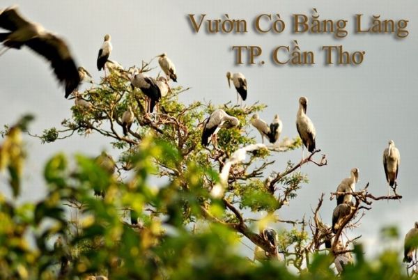 Vé máy bay Phú Quốc Cần Thơ