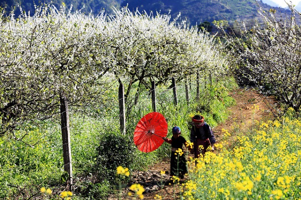 Vé máy bay giá rẻ tháng 1