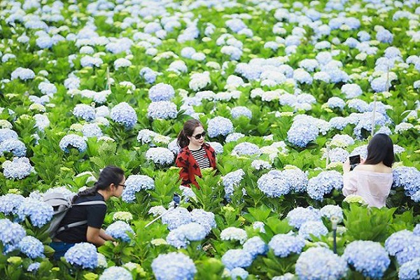 Vé máy bay đi Đà Lạt bao nhiêu tiền?